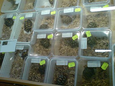 Reptile expos: an analysis and recommendations for control